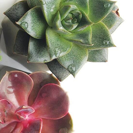 Smart SPA Cactus Blossom - 4 Step System Smart Pods Image