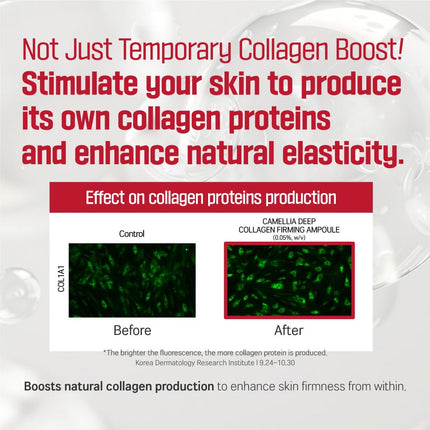 ROUND LAB Camellia Deep Collagen Firming Ampoule