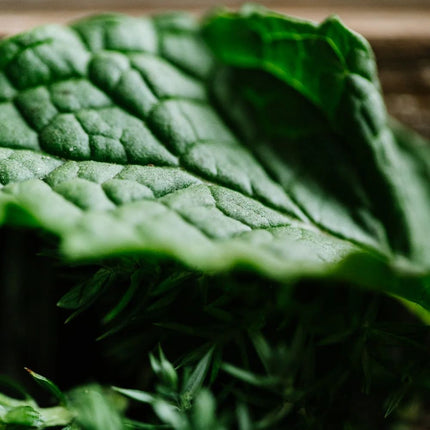 viori-beauty-tea-tree-oil-conditioner-bar-for-oily-itchy-hair-2